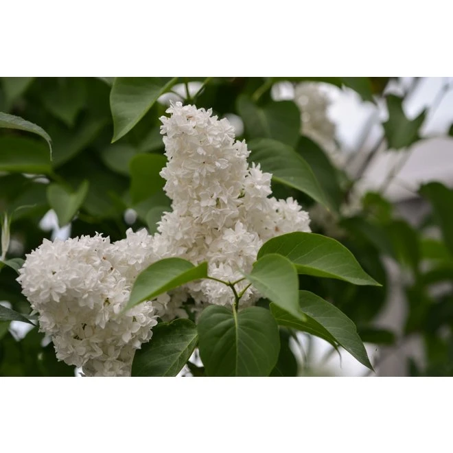 Syren 'Mme Lemoine' 3 Syren 'Mme Lemoine'