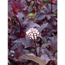 Smällspirea 'Diabolo'