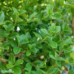 Buxbom BetterBuxus®-Serien 'Babylon Beauty'