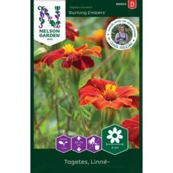 Linnétagetes 'Burning Embers'