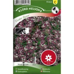 Strandkrassing 'Violett Queen'