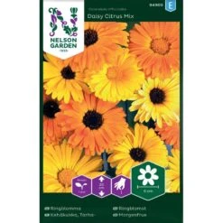 Ringblomma Daisy Citrus Mix