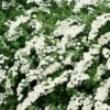 Girlandspirea -Trädgårdsmateriel Försäljning 2024 08bed649b62c8eeb05dd33ed7e4cc4f5