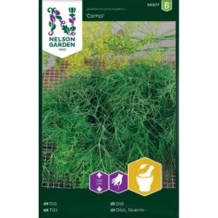 Dill 'Como'