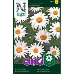 Prästkrage 'Maikönigin'