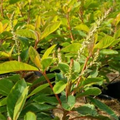 Japansk Konvaljbuske GREAT STAR ('Minbarb')