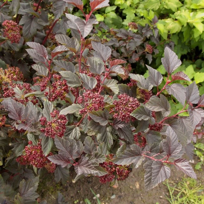 Smällspirea LITTLE DEVIL ('Donna May') 3 Smällspirea LITTLE DEVIL ('Donna May')