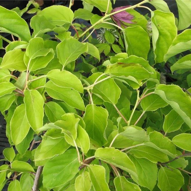 Minikiwi 'Tage' 3 Minikiwi 'Tage'