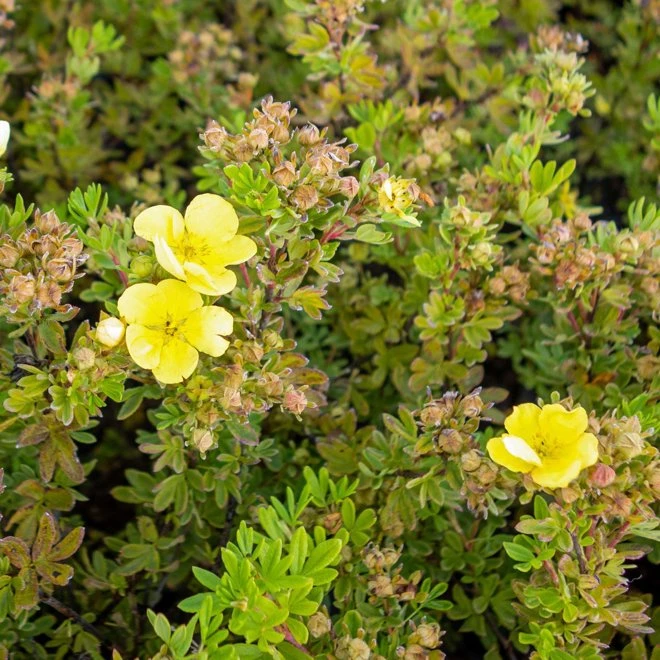 Trädgårdstok DOUBLE PUNCH GOLD ('MINJAU03') 3 Trädgårdstok DOUBLE PUNCH GOLD ('MINJAU03')