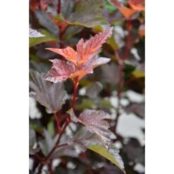 Smällspirea DIABLE D'OR