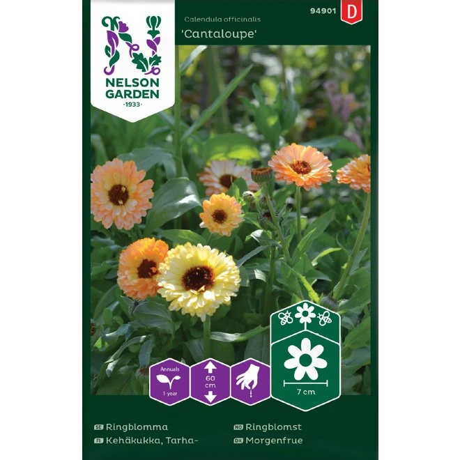 Ringblomma 'Cantaloupe' 3 Ringblomma 'Cantaloupe'