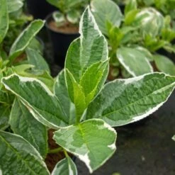 Hortensia LIGHT O DAY ('Bailday') First Editions®-Serien