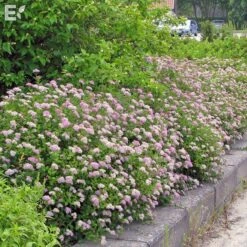 Praktspirea 'Little Princess'
