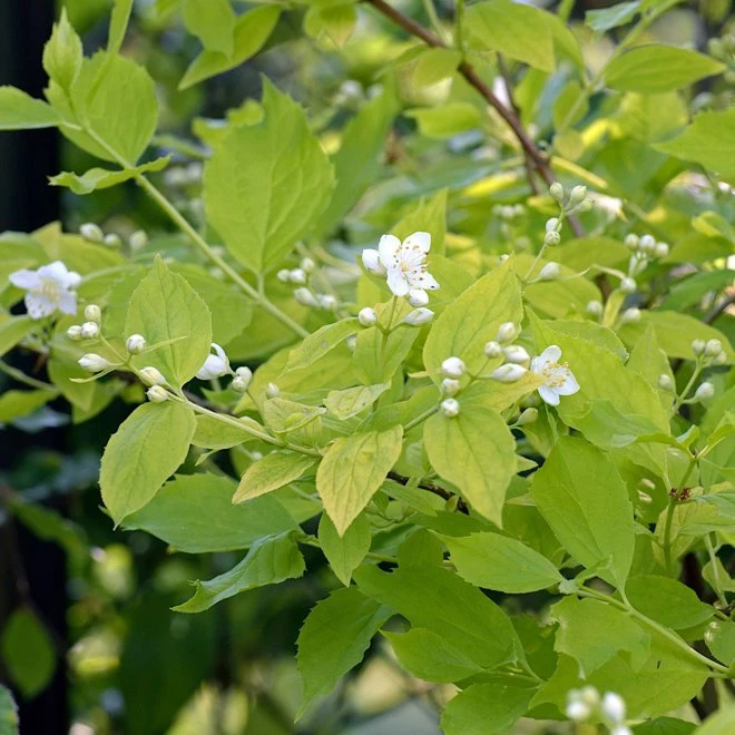 Guldschersmin 'Aureus' 3 Guldschersmin 'Aureus'