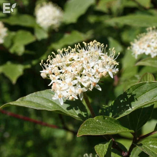 Skogskornell Fk HALLTORP 3 Skogskornell Fk HALLTORP
