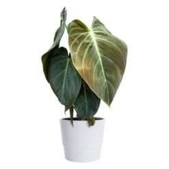 Guldkantskalla 'Black Gold'