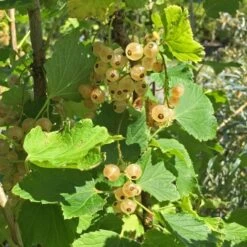 Vita Vinbär VITA HOLLÄNDSKA ('Witte Hollander')