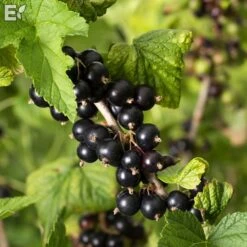 Svarta Vinbär PETTER