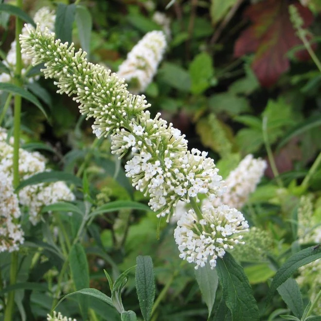 Syrenbuddleja 'White Profusion' 3 Syrenbuddleja 'White Profusion'