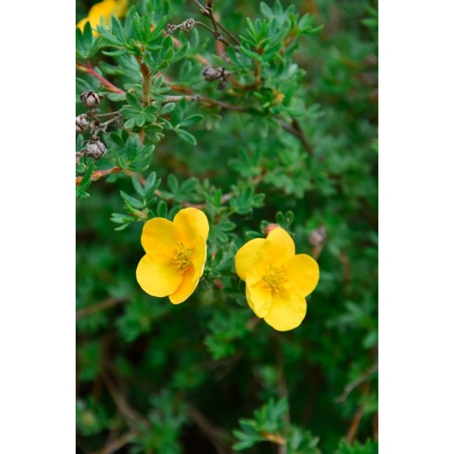 Trädgårdstok 'Tangerine' 3 Trädgårdstok 'Tangerine'