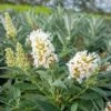 Buddleja 'Butterfly Candies Little White' -Trädgårdsmateriel Försäljning 2024 335bb4bcdabd3b713808b9abf430ce59