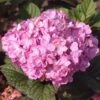 Hortensia BLOOMSTAR ('PIIHM-II') -Trädgårdsmateriel Försäljning 2024 34cbc7effaa0cb0f8732dd91ff178fdd