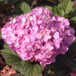 Hortensia BLOOMSTAR ('PIIHM-II')