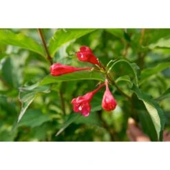 Prakttry 'Red Prince'