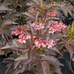 Purpurfläder BLACK TOWER ('Eiffel1')