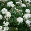 Bukettspirea 10-pack 1 Bukettspirea 10-pack -Trädgårdsmateriel Försäljning 2024 39043e99210f781ae4215bd36a94f8dc