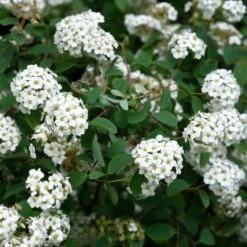 Bukettspirea 10-pack