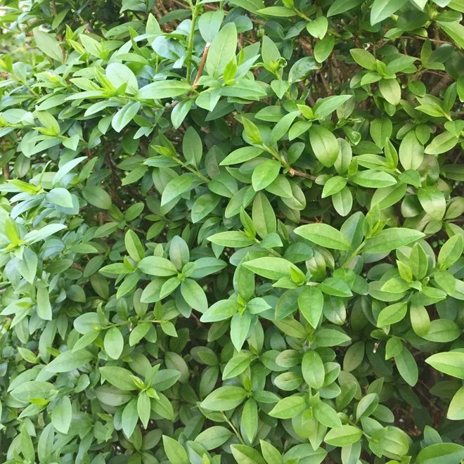 Vinterliguster 'Atrovirens' 3 Vinterliguster 'Atrovirens'