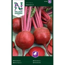 Rödbeta 'Detroit 2'