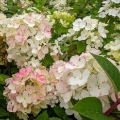 Vipphortensia DIAMOND ROUGE ('Rendia')