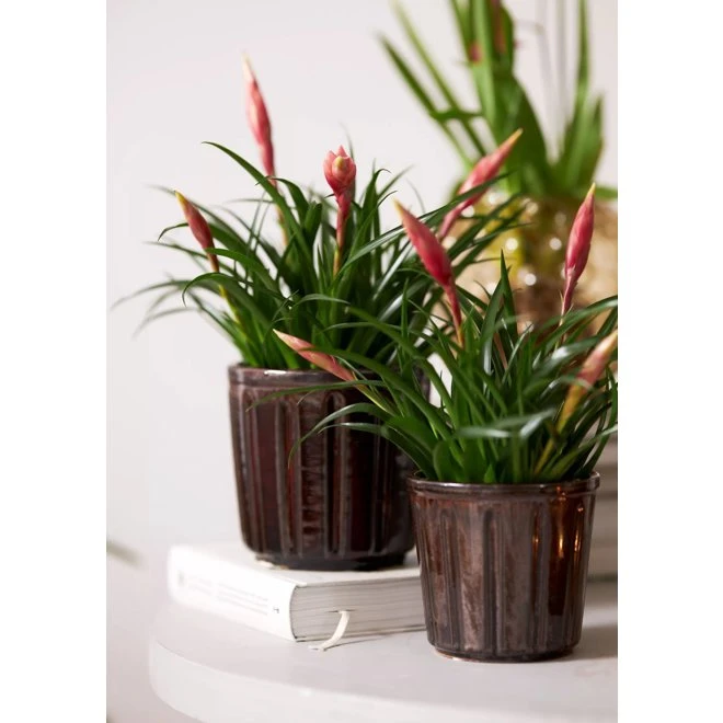 Kruka Aprilia 3 Kruka Aprilia