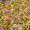Praktspirea 'Goldmound' -Trädgårdsmateriel Försäljning 2024 44488858b7d9cc6f9373e12d380ea2ae