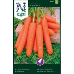 Sommarmorot 'Nantaise 2'