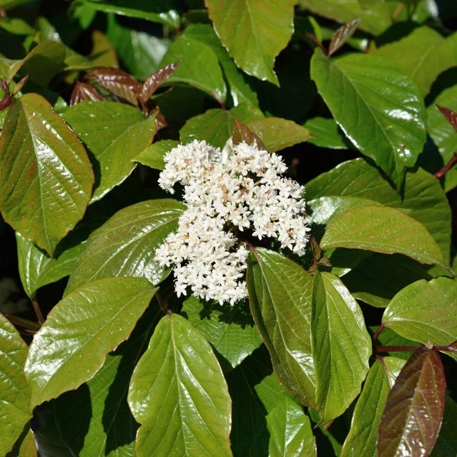 Olvon 'Shiny Dancer'® 3 Olvon 'Shiny Dancer'®