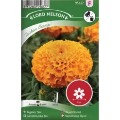 Tagetes, Stor 'Taishan Orange'