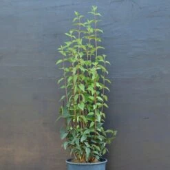 Småblommig Schersmin 'Avalanche'