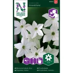 Blomstertobak 'Grandiflora'