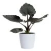 Alokasia 'Antoro Velvet'