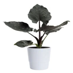 Alokasia 'Antoro Velvet'