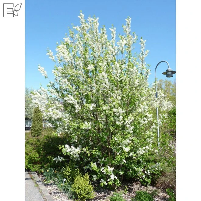 Nordhägg 'Laila' 3 Nordhägg 'Laila'