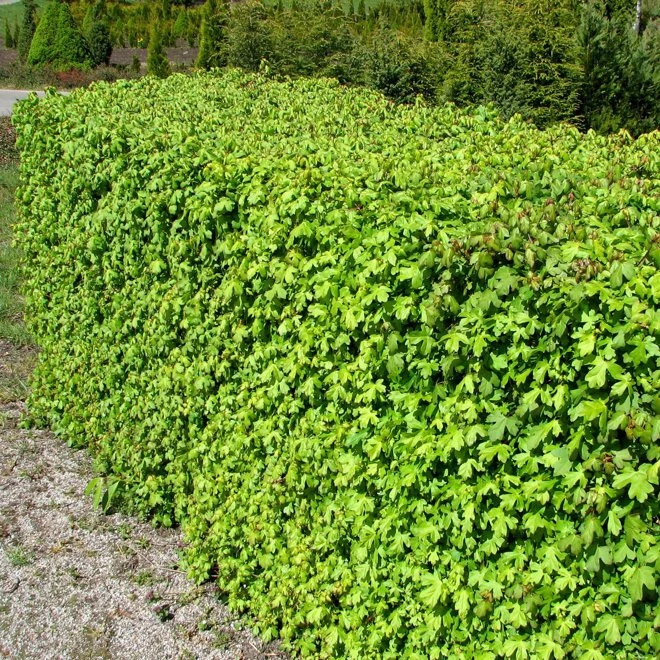 Naverlönn 10-pack 3 Naverlönn 10-pack