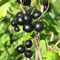 Svarta Vinbär 'Intercontinental'