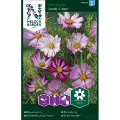 Rosenskära 'Candy Stripe'