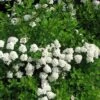 Girlandspirea 'Snowmound' -Trädgårdsmateriel Försäljning 2024 56215b538555c70c893f227e9a221a2a