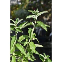 Smalbladig Silverbuske