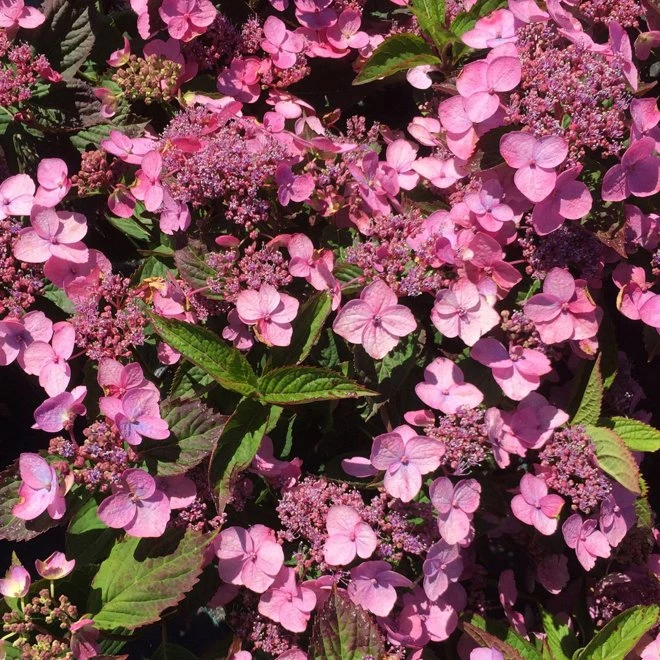 Purpurhortensia 'Koreana' 3 Purpurhortensia 'Koreana'